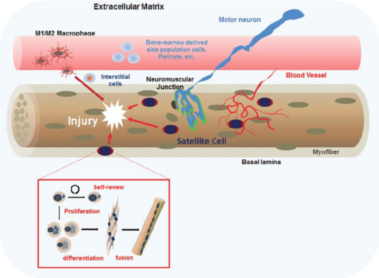 The Anti-Aging Effects of NAD